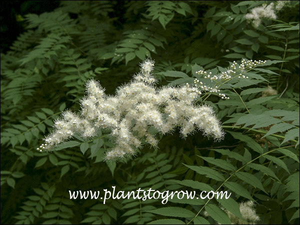The Lacey white panicle.